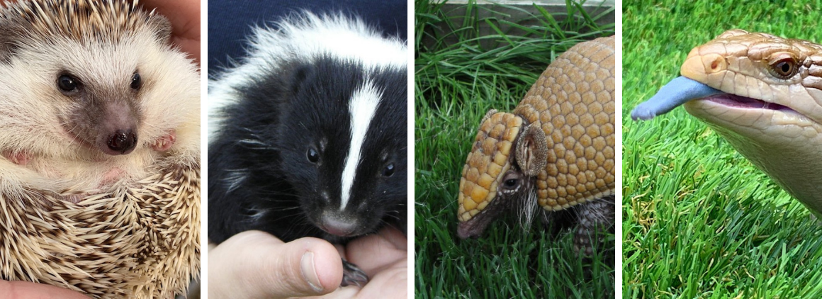 Animals